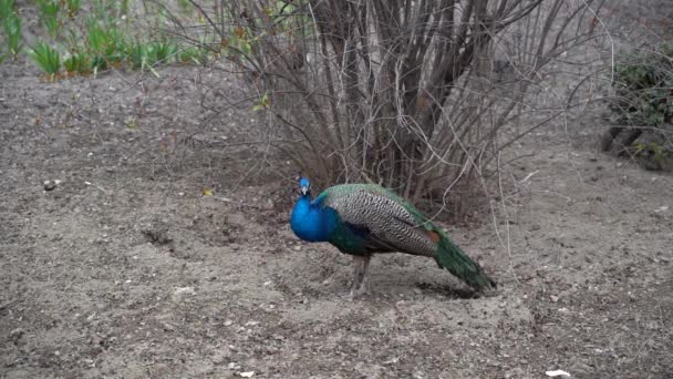 Vista Cámara Lenta Del Pavo Real Macho Dentro Del Jardín — Vídeo de stock