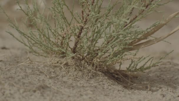 Primo Piano Una Piccola Pianta Verde Nel Deserto — Video Stock