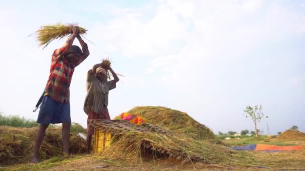 Boro Paddy Cultivado Grandes Quantidades Países Asiáticos Verão Agricultores Cortaram — Vídeo de Stock