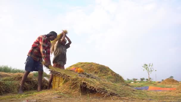 Boro Paddy Cultivado Grandes Quantidades Países Asiáticos Verão Agricultores Cortaram — Vídeo de Stock