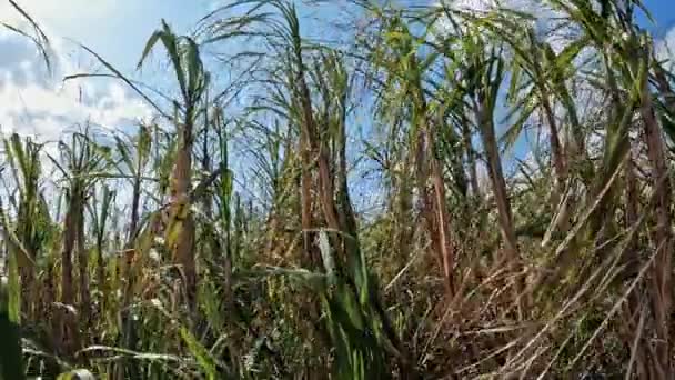 日本阿弥岛田里的甘蔗作物是在一个晴朗的风天种植的 关门了 — 图库视频影像