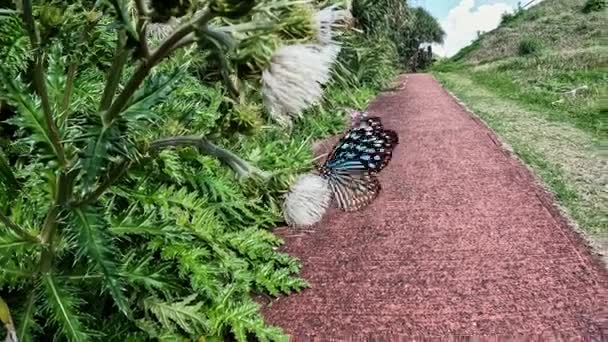 Azul Tigre Mariposa Aleteo Alas Mientras Chupando Néctar Cardo Flor — Vídeo de stock