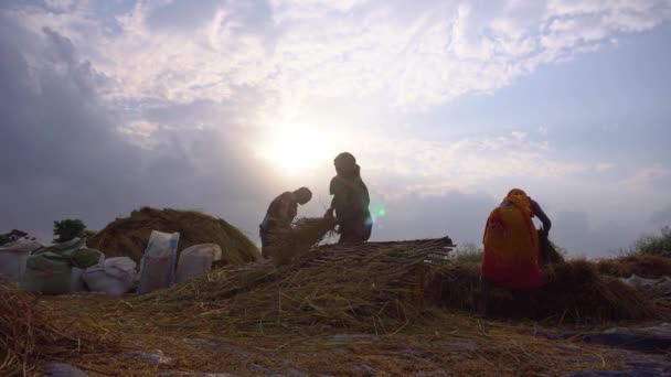Boro Paddy Est Cultivé Grandes Quantités Dans Les Pays Asiatiques — Video