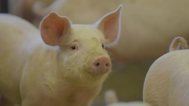 Babi Muda Yang Lucu Dengan Anehnya Memperhatikan Hewan Domestik Produksi — Stok Video