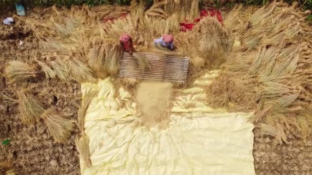 Boro Paddy Cultivado Grandes Quantidades Países Asiáticos Verão Agricultores Cortaram — Vídeo de Stock