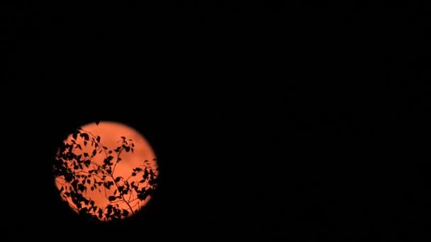 Mooie Rode Maan Beweegt Snel Achter Zwarte Takken Van Bomen — Stockvideo
