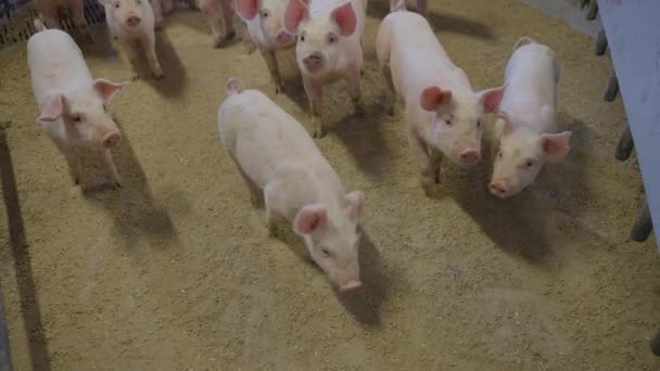 Una Escena Graciosa Corral Grupo Cerdos Jóvenes Curiosamente Observando Olfateando — Vídeo de stock