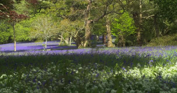 Ludzie Odległość Walking Dywan Bluebells Kwiaty Cieniu Drzewa Scena Kraju — Wideo stockowe