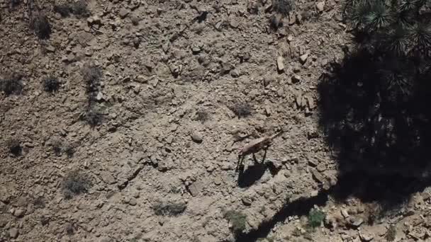 Vista Aerea Della Fauna Selvatica Africa Cammello Terreni Asciutti Caldo — Video Stock