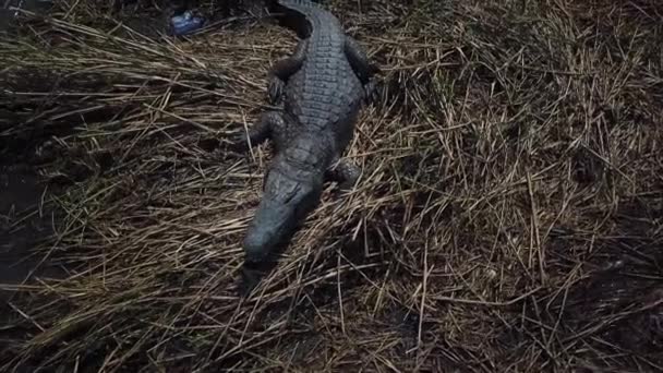 Gros Plan Aérien Énorme Crocodile Nil Sautant Dans Eau Lac — Video