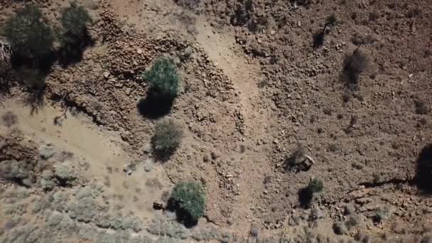 Een Groep Wilde Kamelen Die Rondzwerven Zich Voeden Met Bomen — Stockvideo