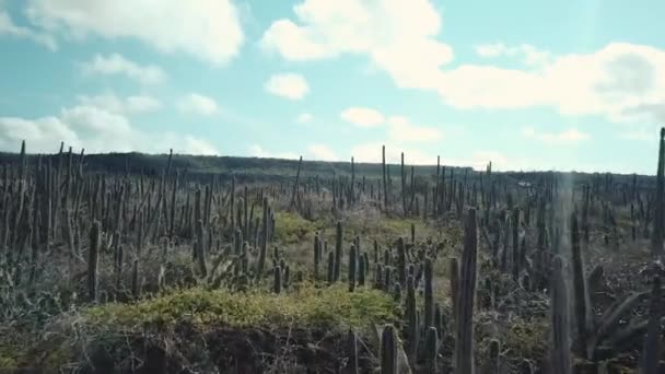 Drone Passing Cactus Field Bonaire Dutch Caribbean South America — Stock Video