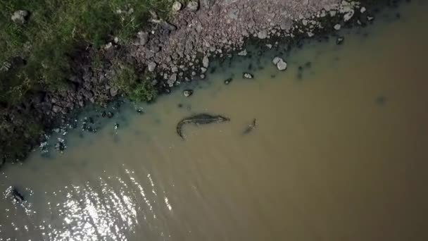 Cena Vida Selvagem Ilha Lago Chamo Etiópia Habitada Por Crocodilos — Vídeo de Stock