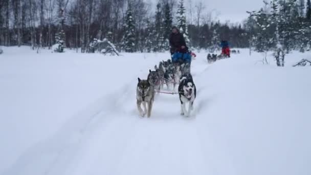 Tim Siberian Huskies Menarik Kereta Luncur Melalui Snowy Woodland Muonio — Stok Video