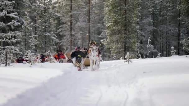 驯鹿骑着马在芬兰北部地区 拉普兰 附近的Muonio雪地上冒险 手持射击 — 图库视频影像