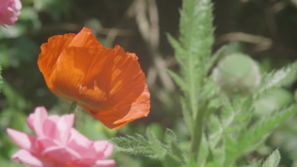 Flor Papoula Alaranjada Brilhante Cresce Cercada Por Vegetação Abundante — Vídeo de Stock