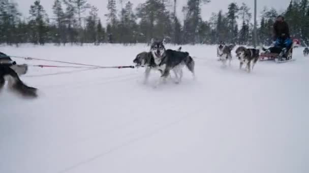 Mensen Rijden Husky Sledge Snowy Path Muonio Lapland Finland Volg — Stockvideo