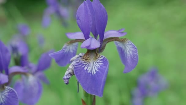 Bumble Bee Impollina Viola Fiore Dell Iride Ondeggiante Pesantemente Nel — Video Stock