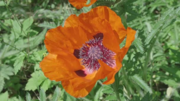 Honeybee Crawls Orange Poppy Flower Searching Nectar — Video