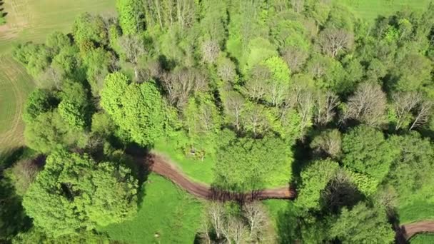 Curved Dirt Road Trees Aerial Reveal Shot Spring Day — Stock Video