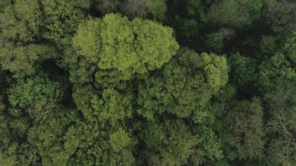 森林に伐採された樹木の空中撮影 環境破壊 — ストック動画
