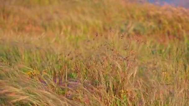 Dry Flowers Grass Blowing Wind — Stock Video
