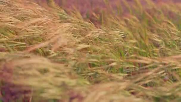 Dry Grass Blowing Strong Wind — Stock Video