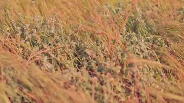 Vegetación Seca Que Sopla Viento — Vídeo de stock