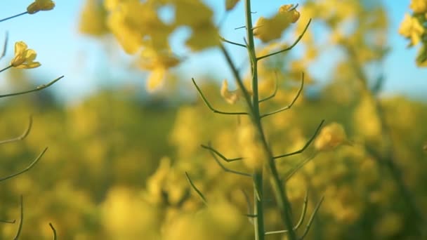 Κοντινό Πλάνο Από Κίτρινα Άνθη Ελαιοκράμβης Γείρετε Από Κοντά — Αρχείο Βίντεο