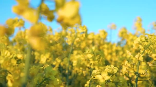 Pequeñas Flores Amarillas Planta Colza Plena Floración Panning Tiro Cerca — Vídeos de Stock