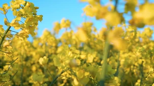 Campo Primavera Flores Colza Amarilla Plena Floración Tiro Cerca — Vídeos de Stock