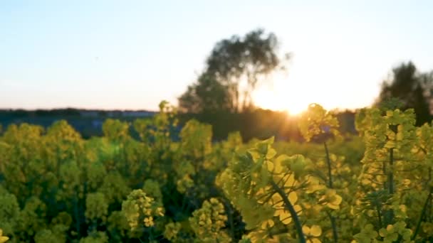 Vista Enorme Plantación Colza Durante Puesta Del Sol Tiro Panorámico — Vídeos de Stock