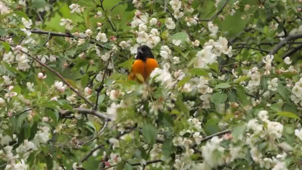 Perching Baltimore Oriole Ptak Skaczący Gałęziach Kwitnących Roślin Zamknij Się — Wideo stockowe