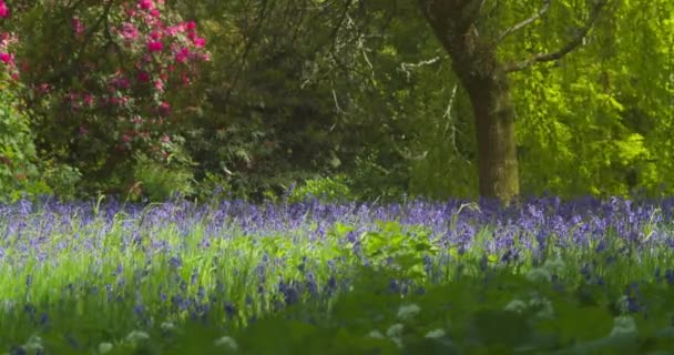 Enys Gardens Dywan Bluebell Kwiaty Kołysząc Się Wiatrem Czasie Wiosny — Wideo stockowe