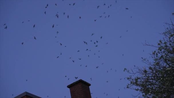 Vaux Swifts Active Night Enter Chimney Courtenay Museum — Stock Video