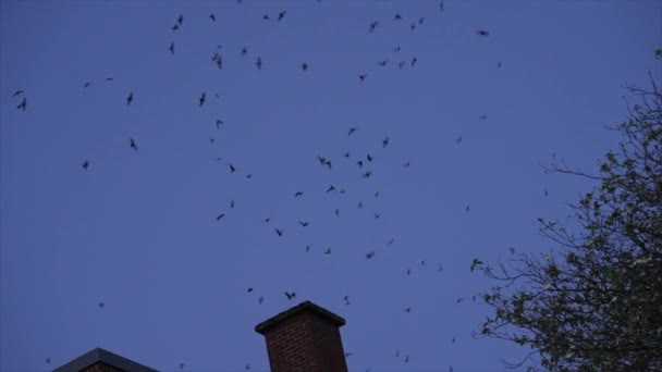 Vaux Swifts Активно Ночью Собирается Войти Дымоход Музее Кортене — стоковое видео