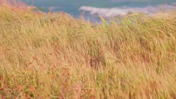 Tall Grass Coastline Sunny Day — Video Stock