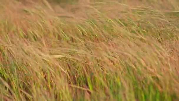 Nahaufnahme Von Gras Das Wind Weht — Stockvideo