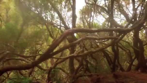 Ramas Árboles Retorcidos Paisaje Natural Exótico Largo Levada Das Fontes — Vídeos de Stock
