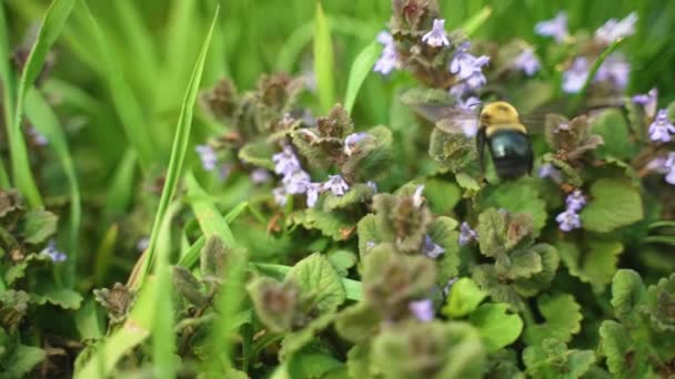 一只大黄蜂飞近一些花 然后飞出框架 慢动作 — 图库视频影像