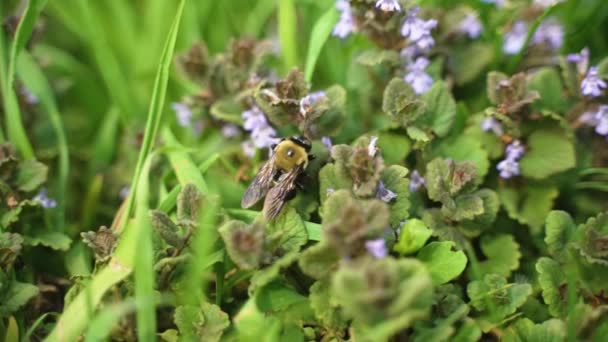 一只大黄蜂沿着一些树叶和花朵爬行 然后放飞 慢动作 — 图库视频影像