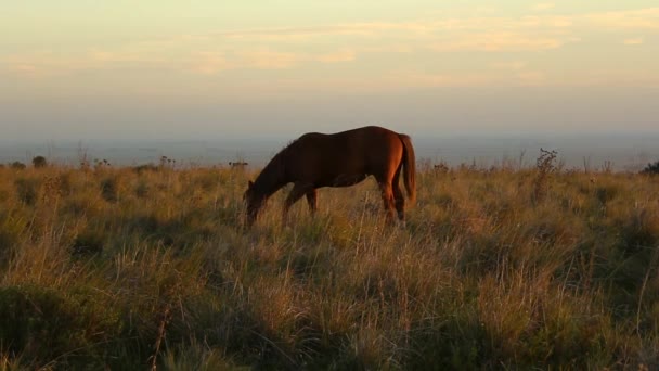 Braunes Pferd Frisst Gras Auf Hügel Bei Sonnenaufgang — Stockvideo