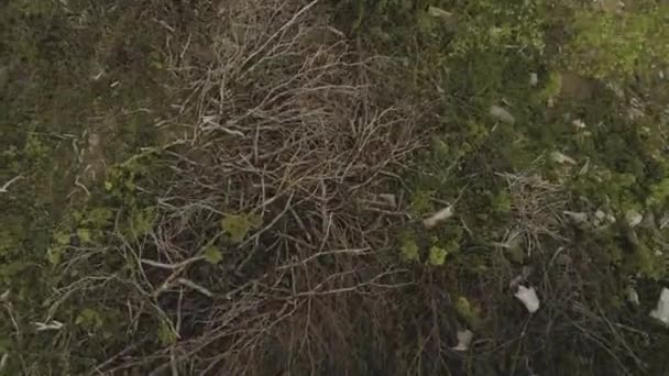 美しい森の中に座っている人々の空中ショット 森林管理によって伐採された木 — ストック動画