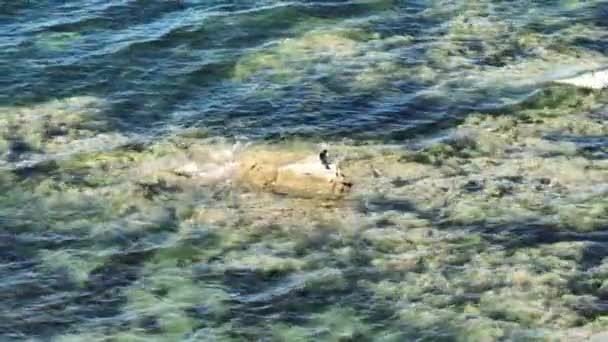 Tiro Estático Phalacrocorax Cormorán Parado Una Roca Mientras Que Limpia — Vídeos de Stock