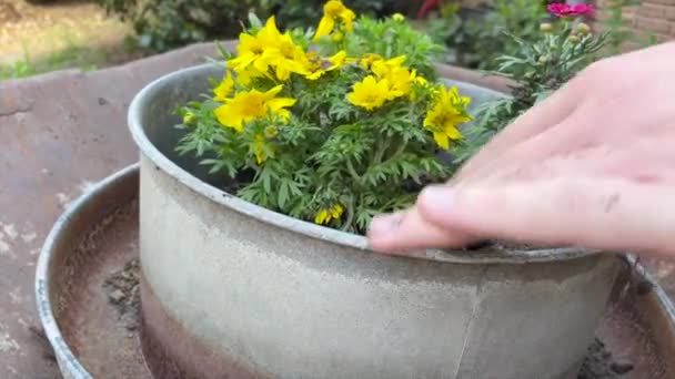 在德国下萨克森州的乡村 在阳光明媚的春天 人们将黄色和红色的花朵手工种植在一个带有盆栽土的圆形金属罐子里 — 图库视频影像