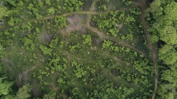 Arriba Hacia Abajo Aérea Árboles Talados Para Manejo Forestal Sostenible — Vídeo de stock