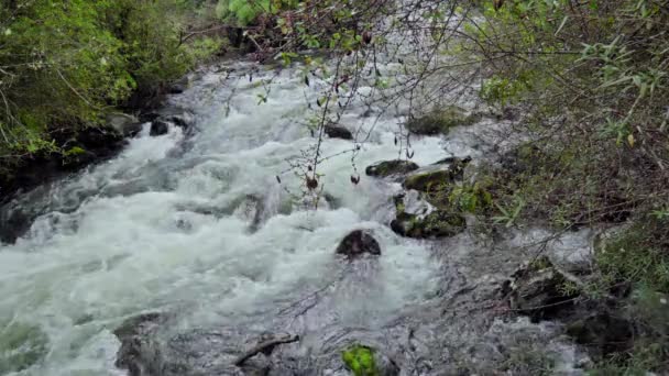 Μικρός Ποταμός Κρυμμένος Ανάμεσα Στα Δάση Του Hornopiren Hualaihue Χιλή — Αρχείο Βίντεο