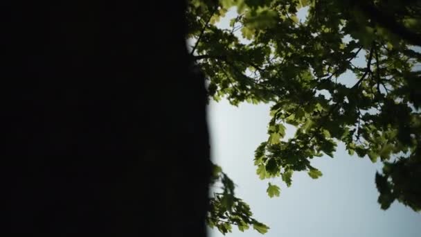 Low Angle Looking Tree Trunk Reveal Sunlight Canopy Trees Creating — ストック動画