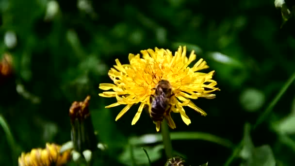 Biene Sammelt Pollen Von Gelben Blüten — Stockvideo