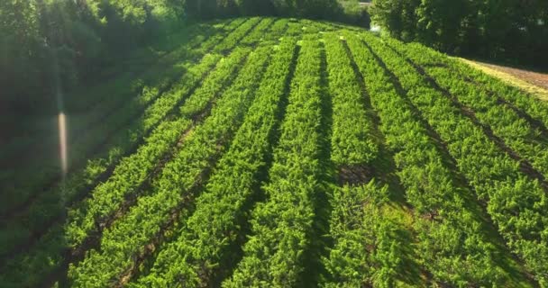 黄金の時間の光の中で果物の木の行の上昇空中 アメリカの美しい農地の自然シーン — ストック動画